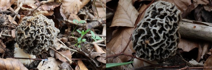 les brunes sont vraiment très jolies, surtout celle droite