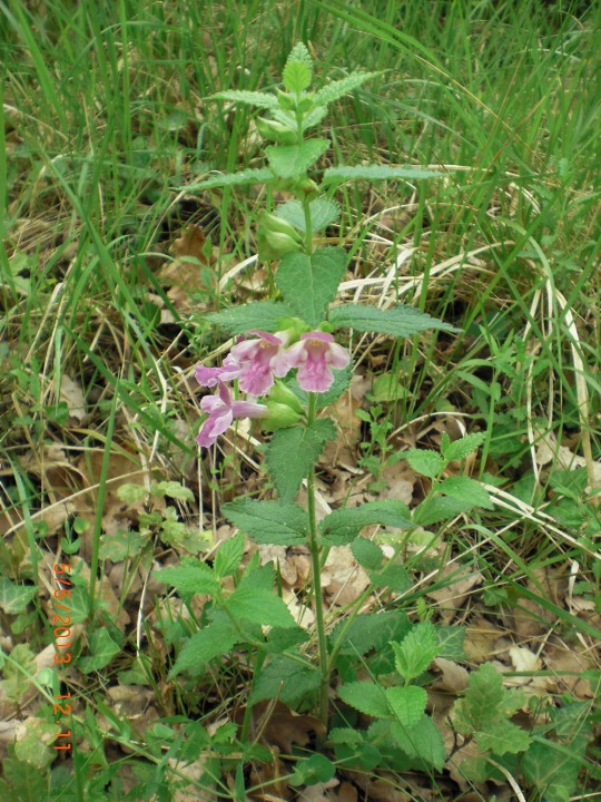 galeopsis 1 - 2.jpg