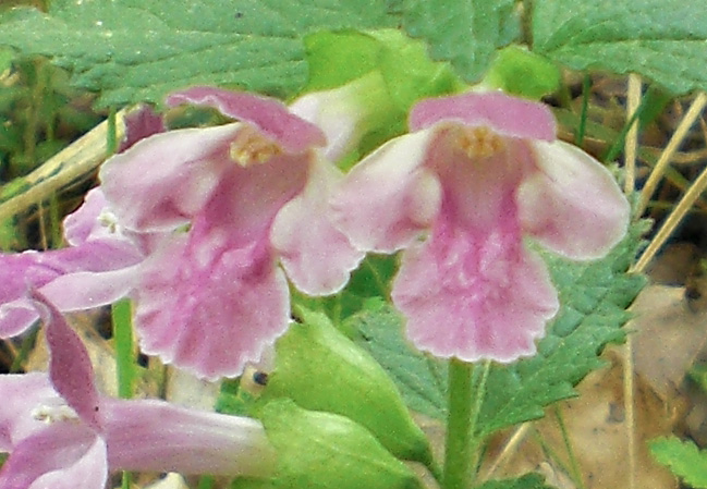 galeopsis 2 - 2.jpg