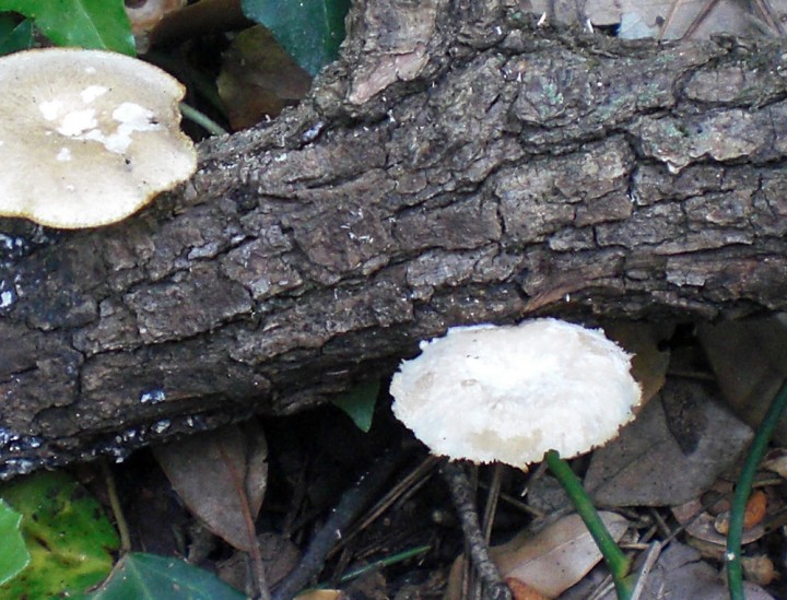 polyporus.jpg