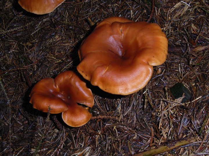 champignons10lb3.jpg