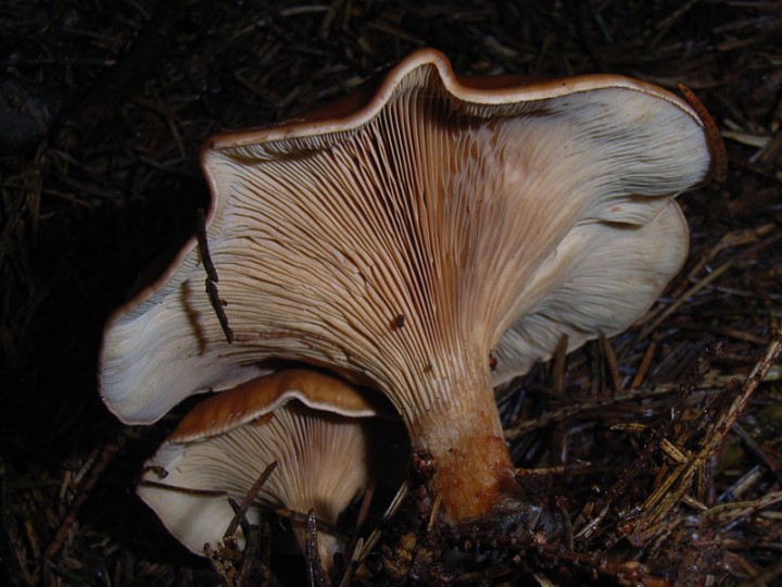 champignon11nh5.jpg