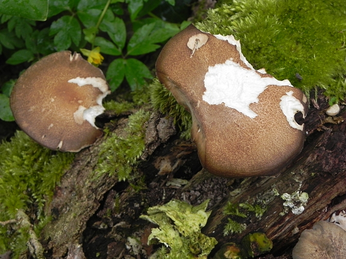 Exemplaire de gauche