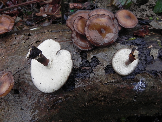 Exemplaire de droite