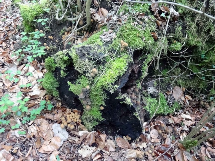 DSC00810.jpg