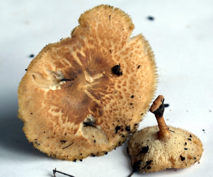champilurepolypore.JPG