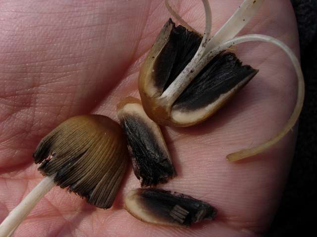 coprinusbisih5.jpg
