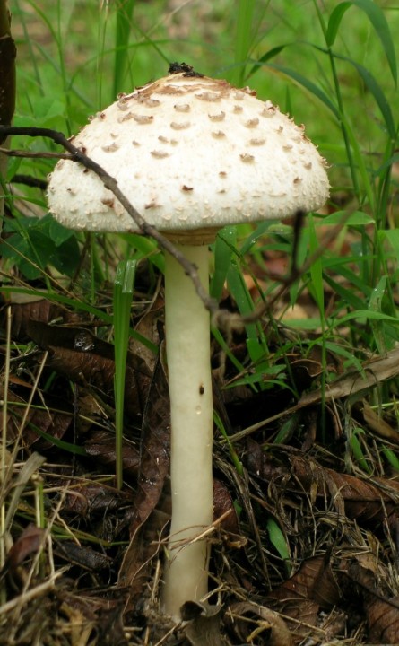 champignon1rg6.jpg