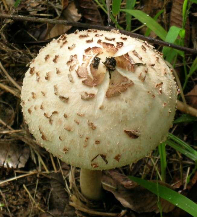 champignon2az2.jpg