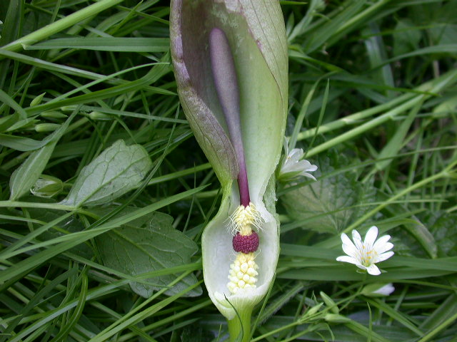 Arum maculatum LOVERVAL 062.jpg