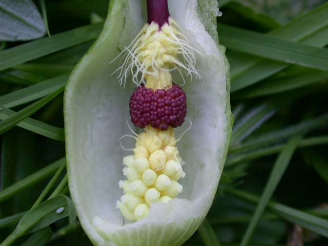 Arum maculatum LOVERVAL 063.jpg
