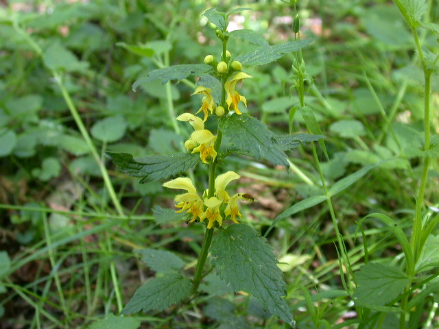 Lamiastrum galeobdolon  LOVERVAL  029.jpg