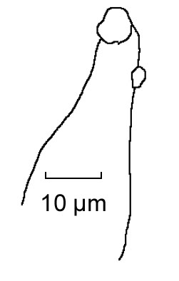 Micro2w.jpg