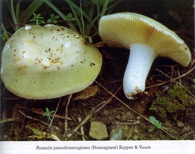 pseudoaeruginea.jpg