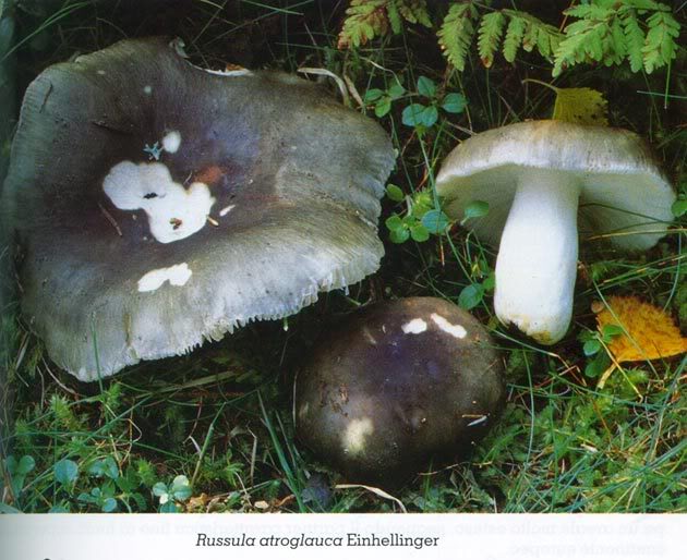 R_atroglauca.jpg