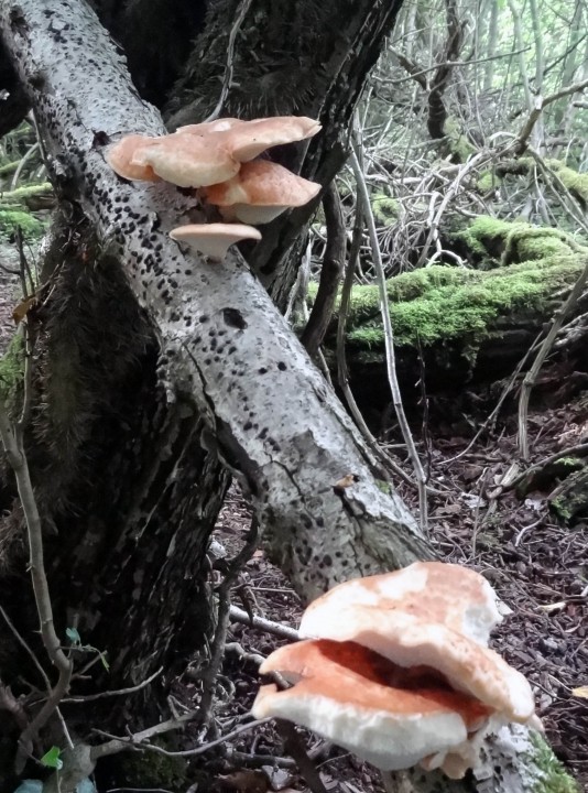 DSC00824.JPG