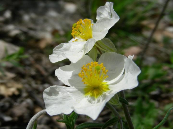GSV  Pasqua 2007 905.jpg
