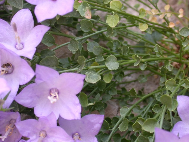 Campanula fragilis subsp. cavolini