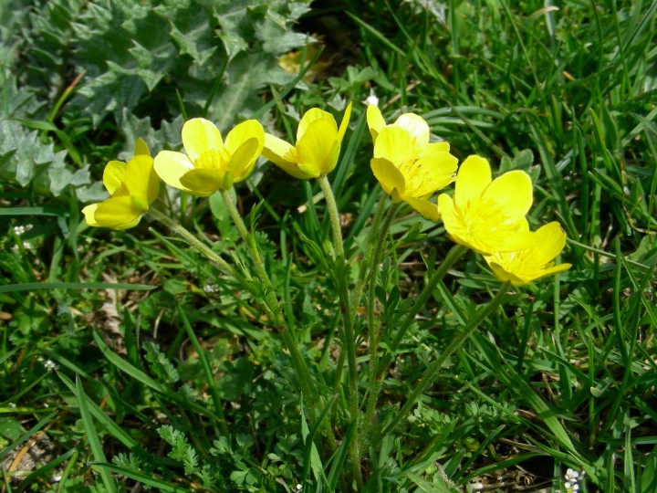 Forca Caruso  Pasqua 2007 894.jpg