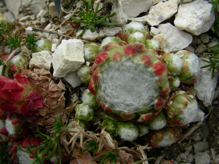 ITALIA    GRAN SASSO    12 Agosto 2009  410.jpg