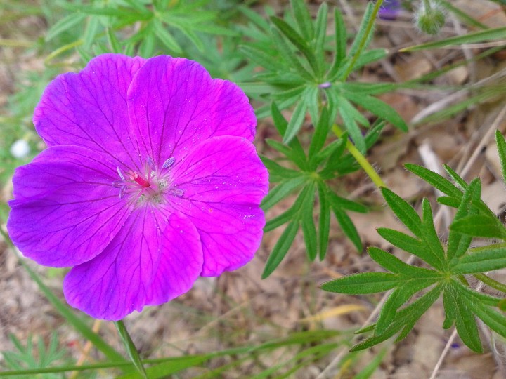 nature 089.jpg