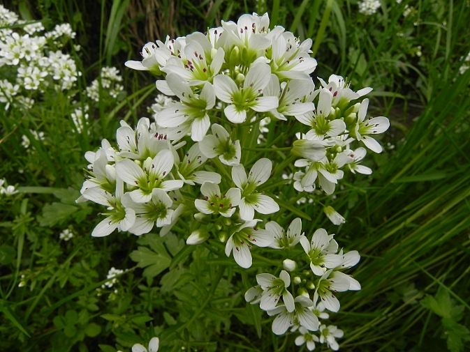 DSCN9077b.JPG