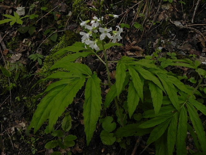 DSCN9094b.JPG
