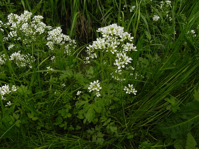 DSCN9076b.JPG