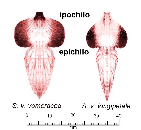 Serapias_vomeracea_subspecies.jpg
