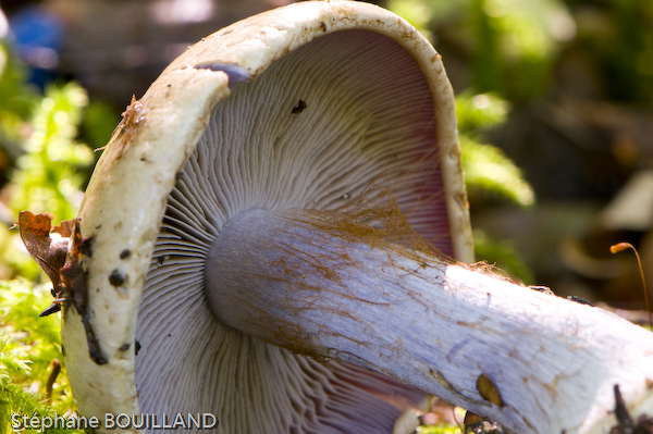 Champi_Pure0149.jpg