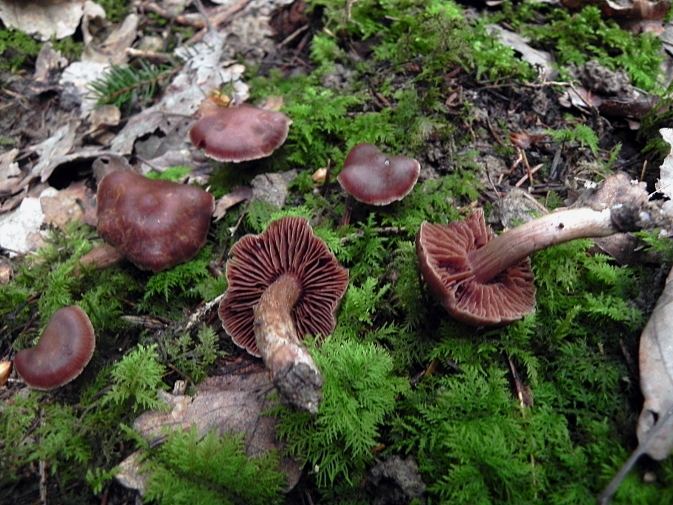 DSCN9167b.JPG