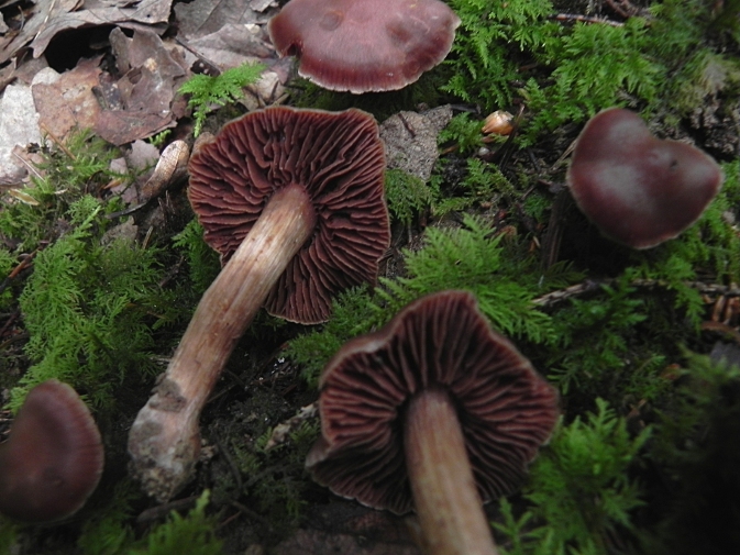 DSCN9168b.JPG