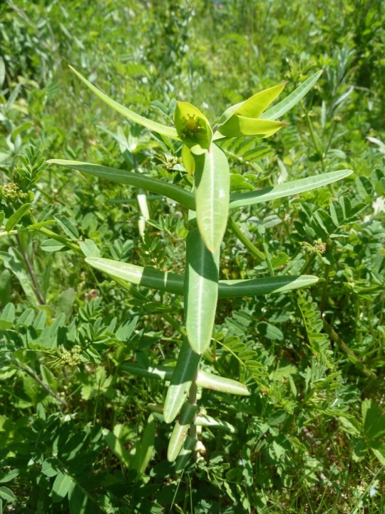 Euphorbia lathyris également ???