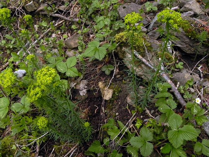 DSCN9082b.JPG