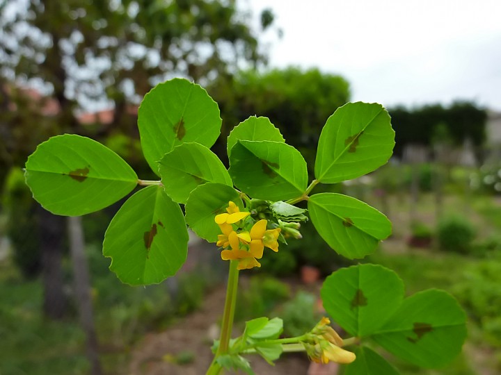 Medicago_arabica_2.jpg