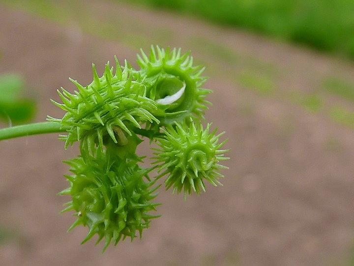 Medicago_arabica_6.jpg