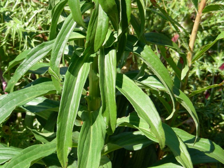 Digitalis ferruginea SIRENTE  872.jpg