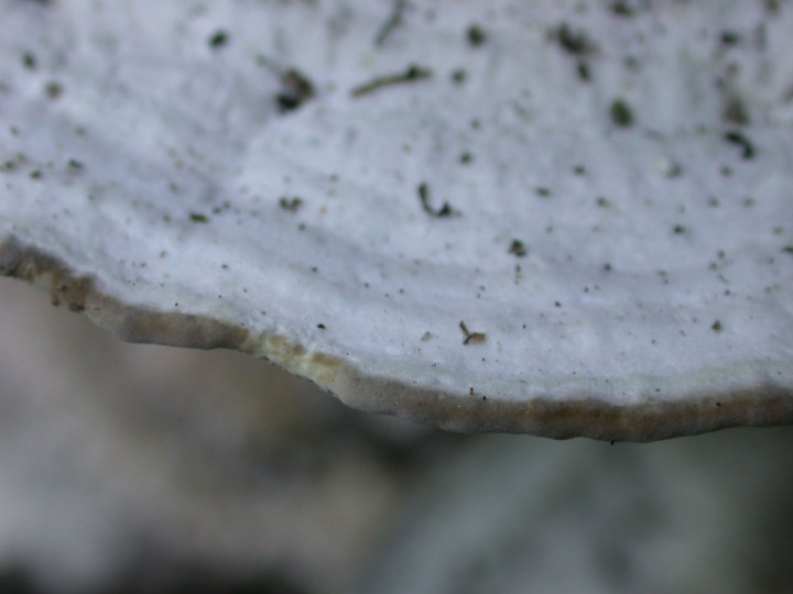 Trametes gibbosa    SERNA 21 Sept 07 018.jpg