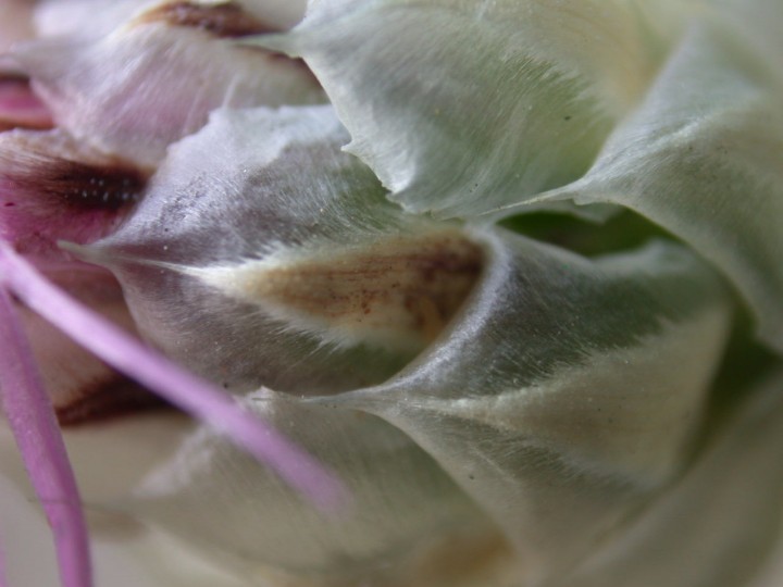 Centaurea deusta Italia 2006 351.jpg