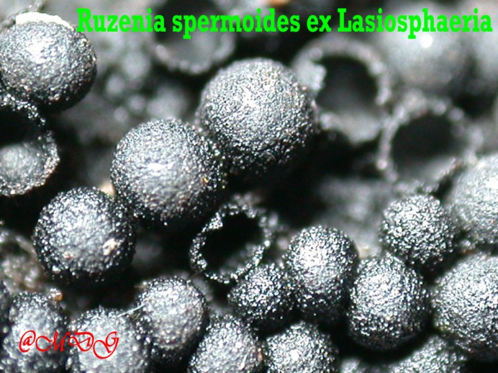xxx Ruzenia spermoides ex Lasiosphaeria spermoides   J-    21 Nov 2010 064.jpg