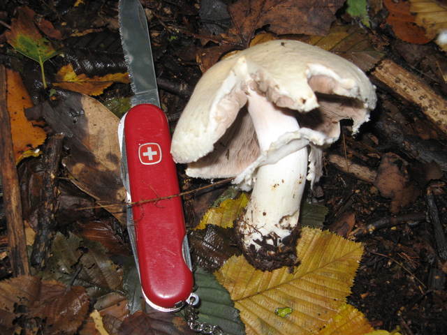 img1083gj2.jpg