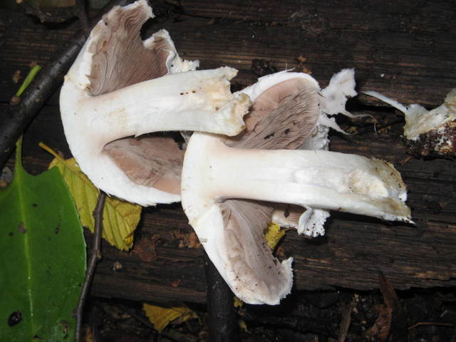 img1084vz6.jpg