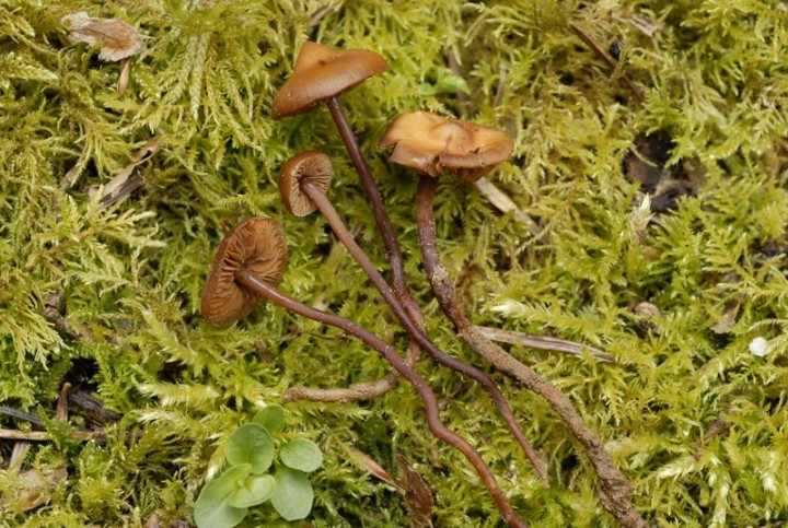 Phaeocollybia-arduennensis--.jpg