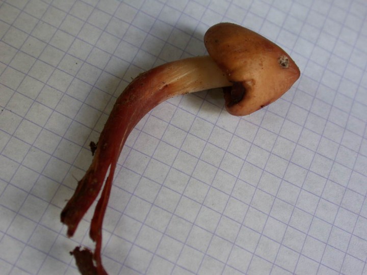 Phaeocollybia arduennensis  GAF   26 OCT 2010 051.jpg