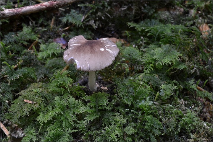 Pluteus phlebophorus 1 (15-06-13).jpg