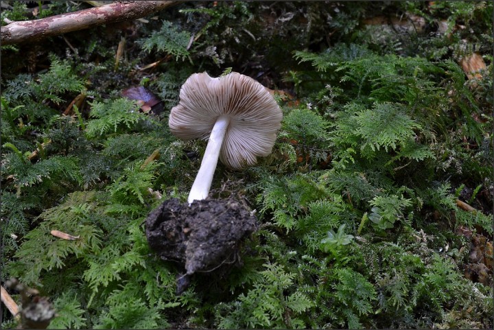 Pluteus phlebophorus 2 (15-06-13).jpg