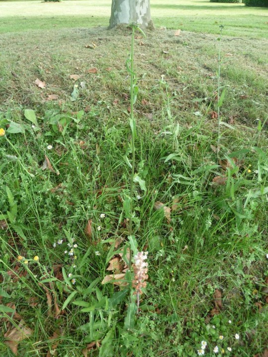 Je ne sais pas ce qu'est cette grande astéracée...