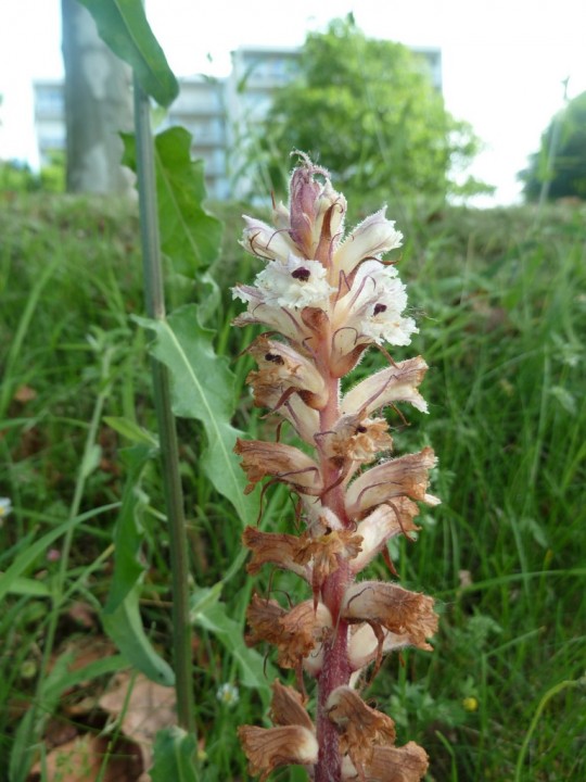 une vue rapprochée de la belle, avec son hôte juste derrière