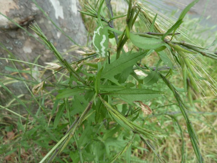 On voit mieux ici les feuilles et ces brindilles d'aiguillon