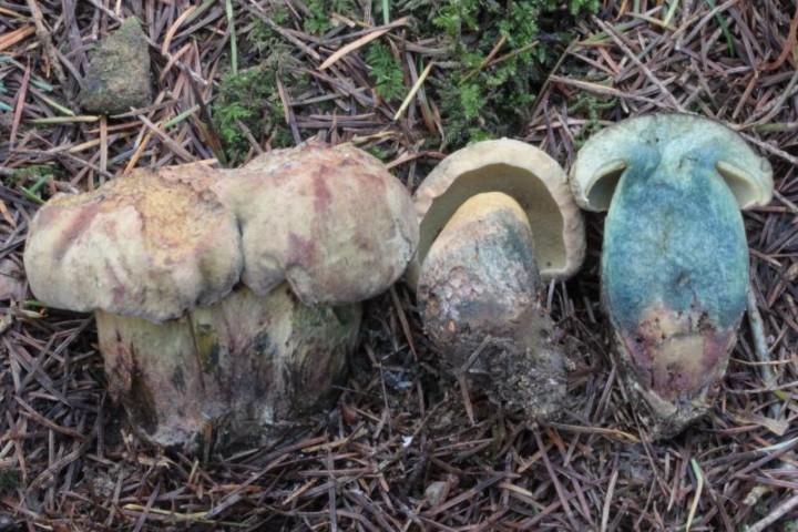 Boletus sp-1.jpg